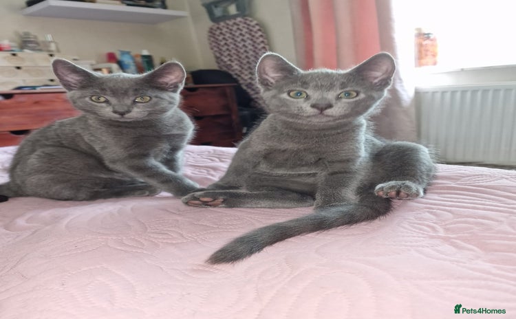 Russian Blue cats - Advert 1