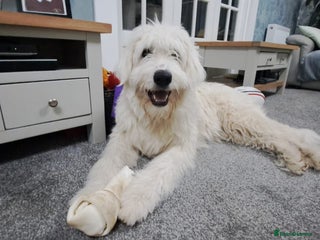 Mixed Breed dogs 🖤MEET JOJO🖤 a Superb big Girl for a Loving Home - Advert 1