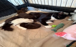 Domestic Shorthair cats for sale: 2 beautiful kittens  - Image 3