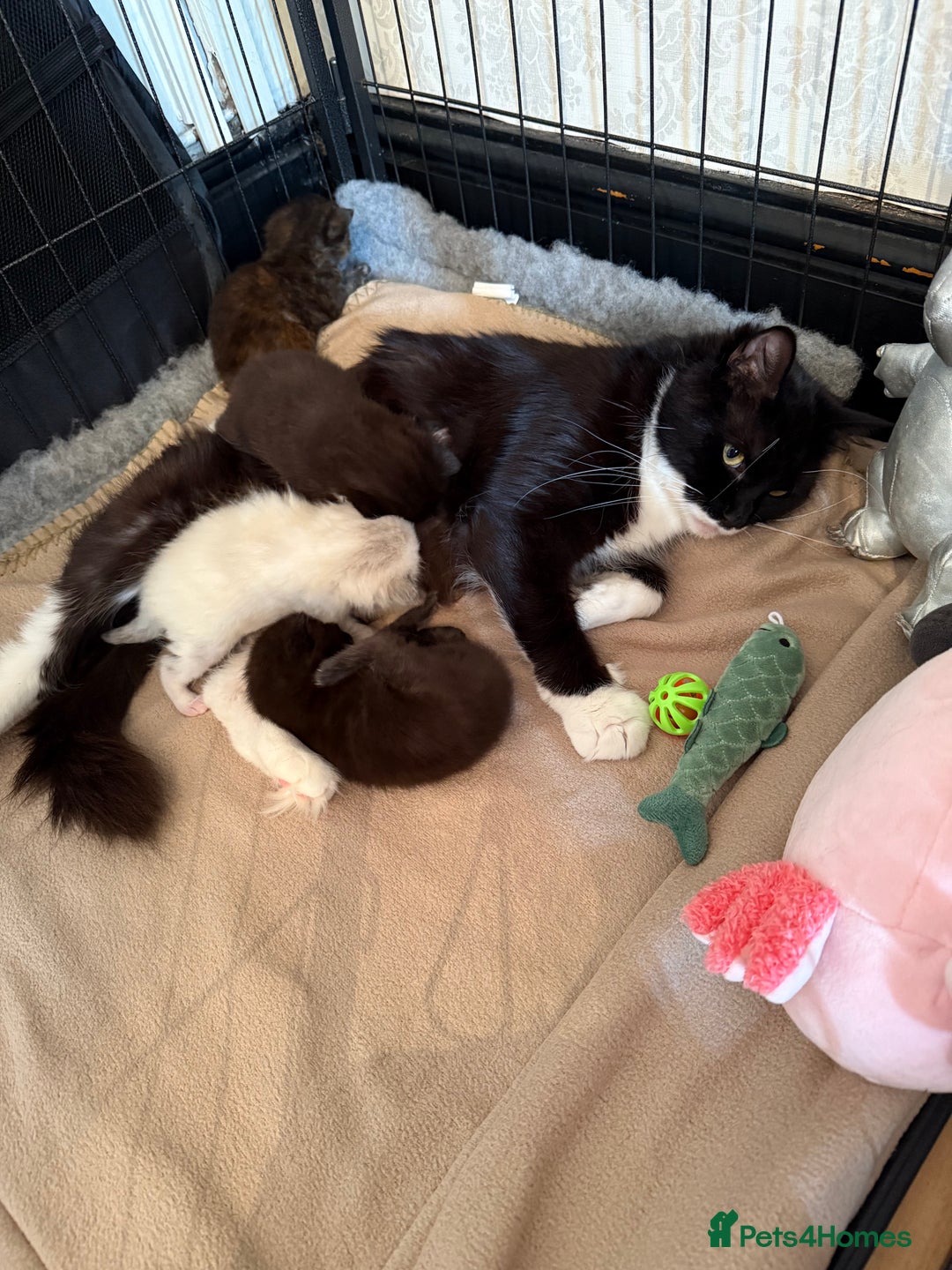 Domestic Shorthair cats for sale: 2 beautiful kittens  - Image 3