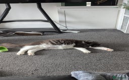Maine Coon cats for sale: GCCF Maine Coon Cat for Sale – Loving Lap Cat - Image 3