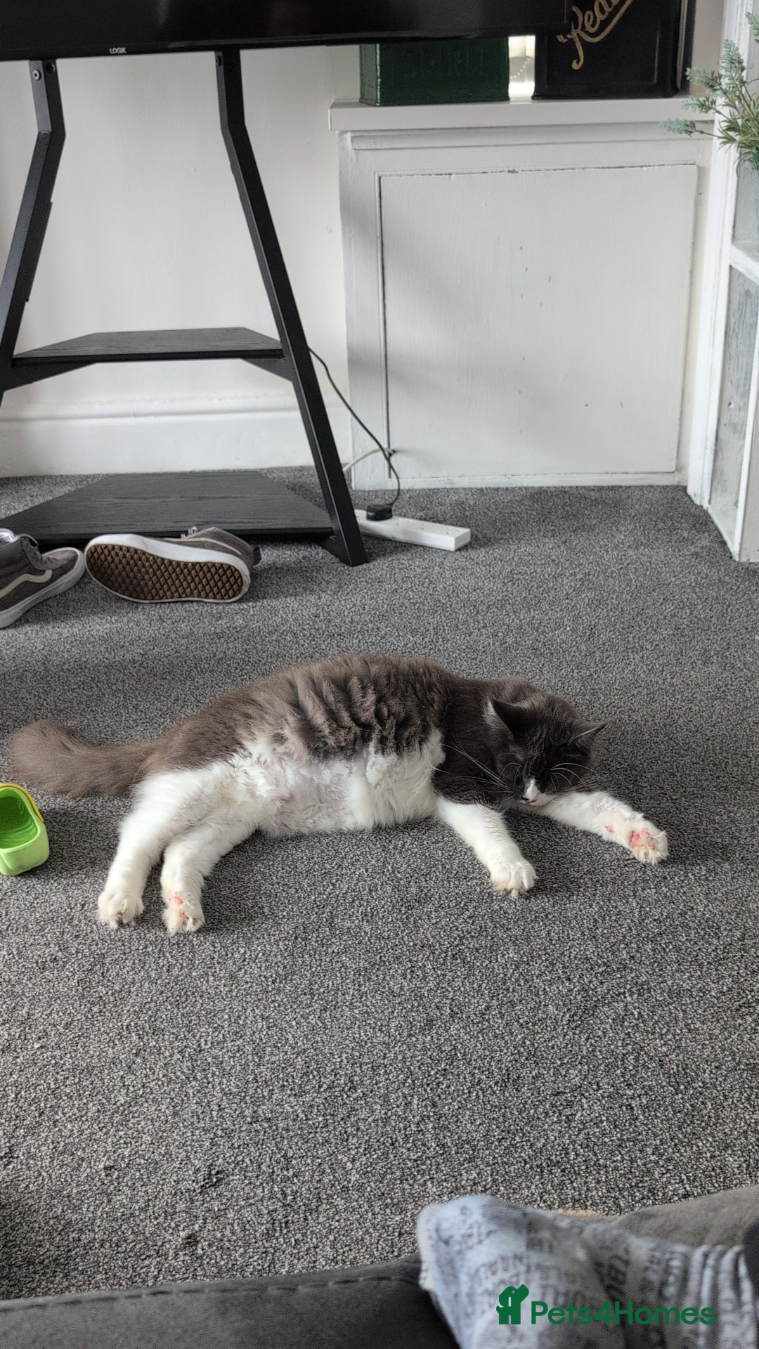 Maine Coon cats for sale: GCCF Maine Coon Cat for Sale – Loving Lap Cat - Image 3