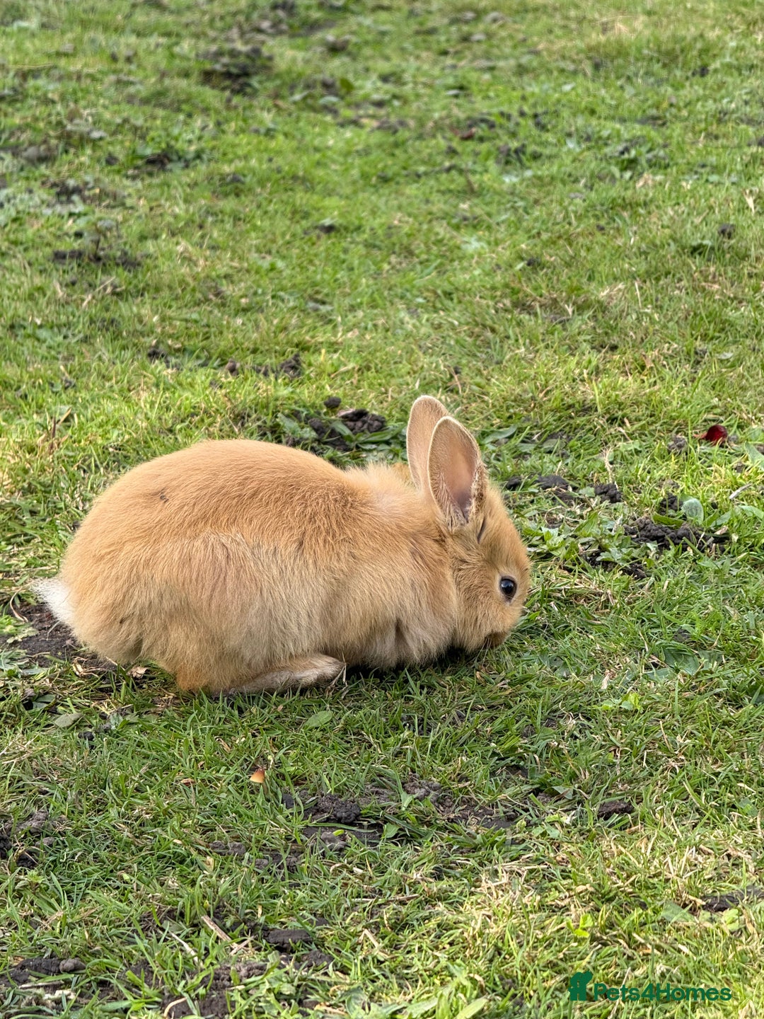 Angora rabbits for sale: Dutch and angora babies  - Image 5
