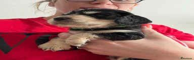 Cocker Spaniel Puppy 1
