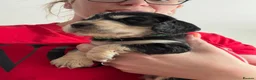 Cocker Spaniel dogs for sale: Show cocker spaniel puppies ready in 3 weeks  - Advert 8