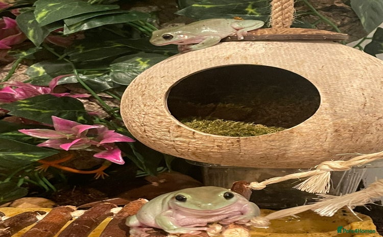 Frog reptiles - Advert 1