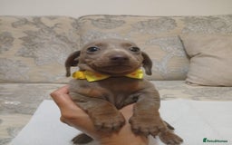 Miniature Dachshund dogs for sale: 5 miniature dachshund - Image 18