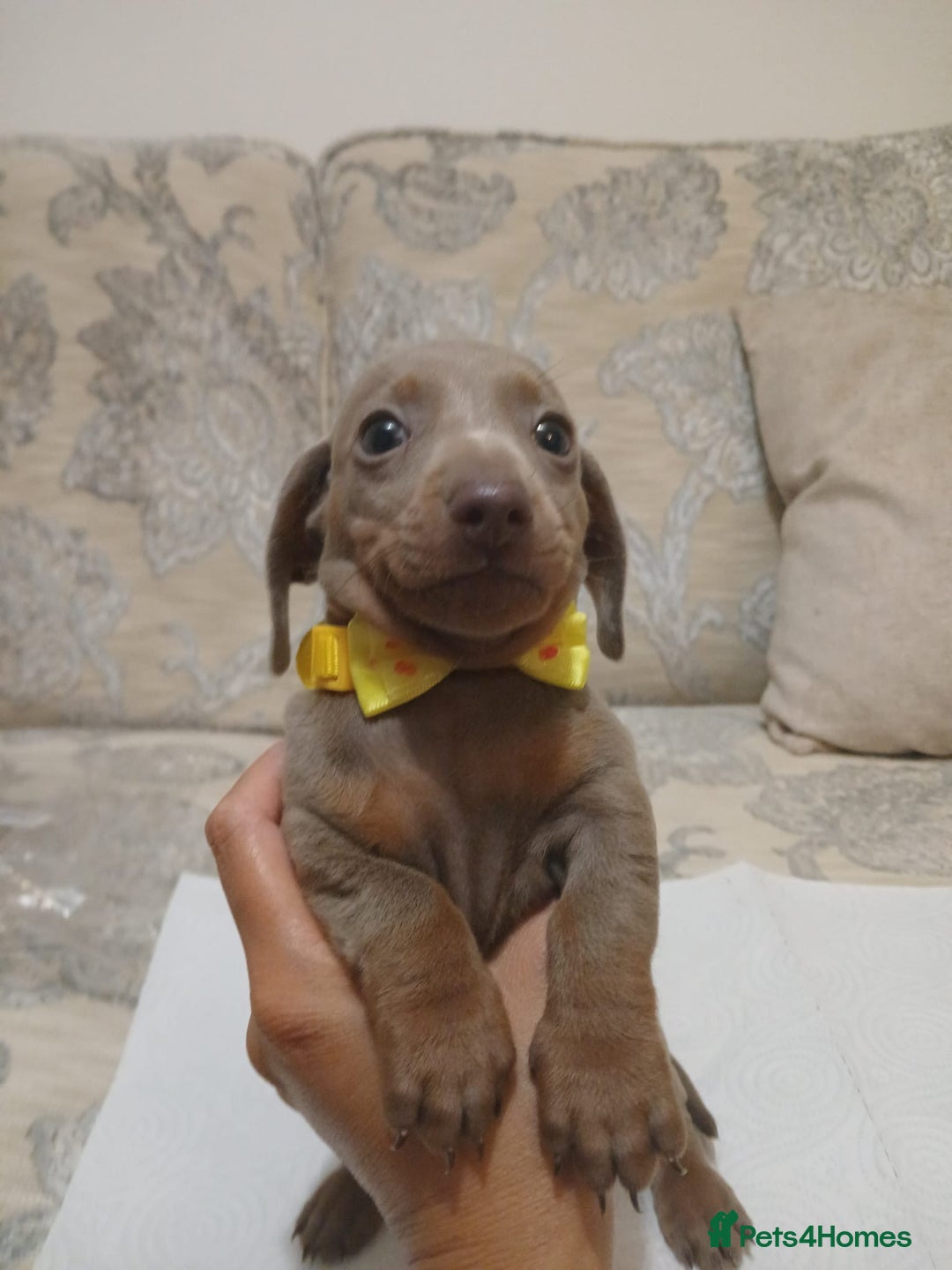 Miniature Dachshund dogs for sale: 5 miniature dachshund - Image 18