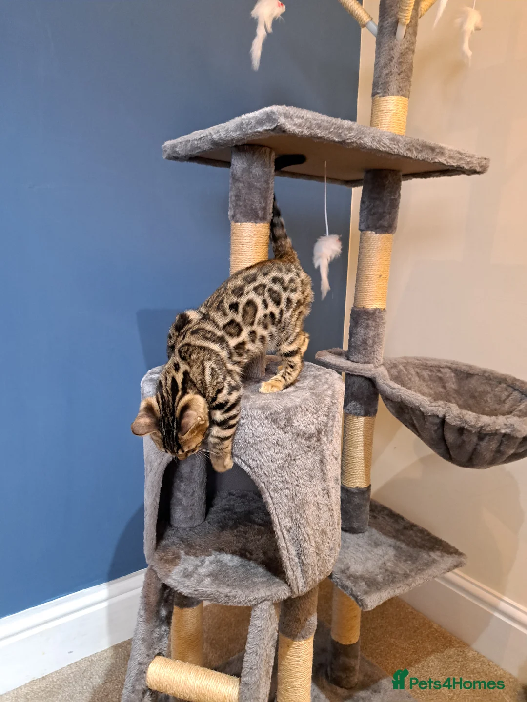 Bengal cats for sale: Stunning TICA Bengal Kitten - Advert 7
