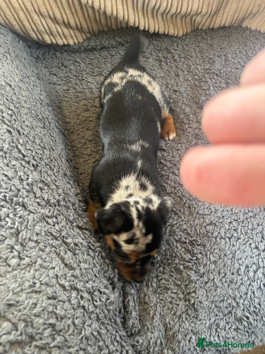 Jack Russell dogs for sale: Blue mearl Jack Russell’s - Advert 2