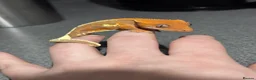 Gecko reptiles for sale: 3x Crested geckos  - Advert 2