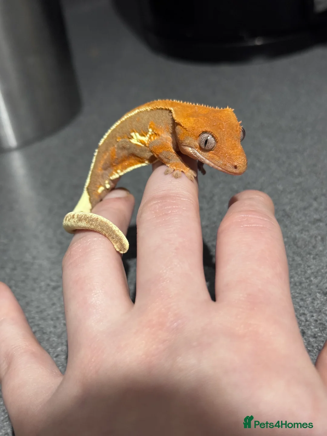 Gecko reptiles for sale: 3x Crested geckos  - Advert 2