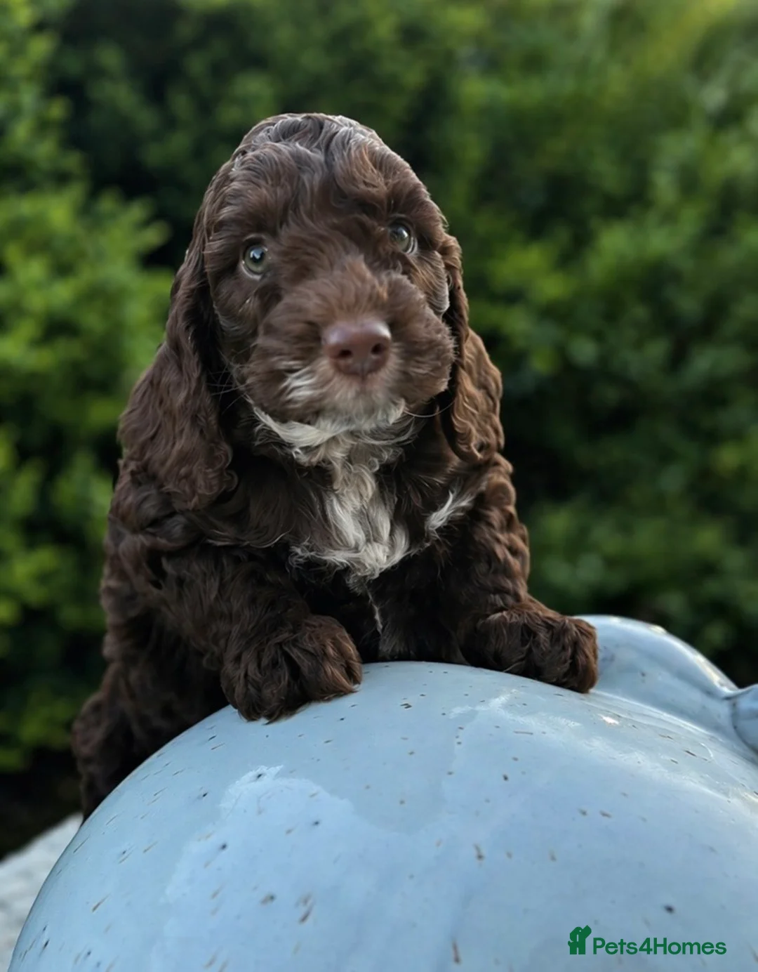 Cockapoo dogs for sale: Fabulous F1 cockapoos  - Advert 1