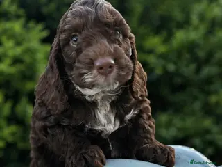 Cockapoo dogs Fabulous F1 cockapoos - Advert 13