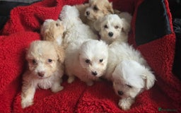 Mixed Breed dogs for sale: Bicton puppies - Image 2