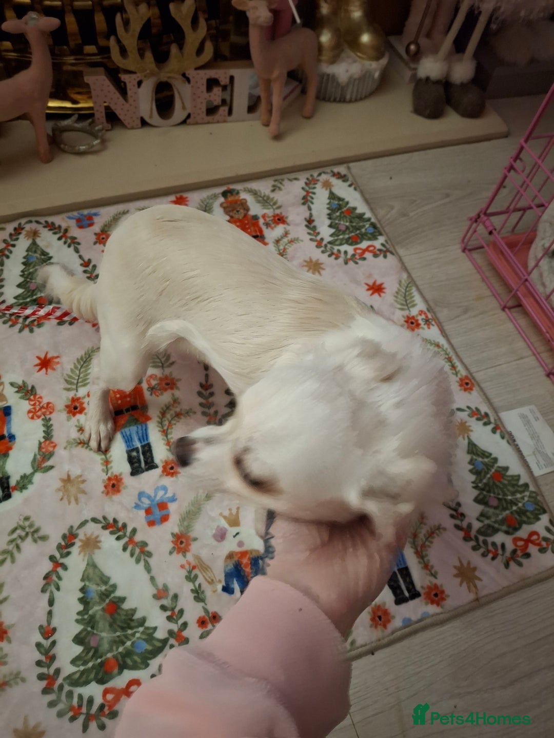 Chihuahua dogs for sale: White long furred male chihuahua - Advert 5