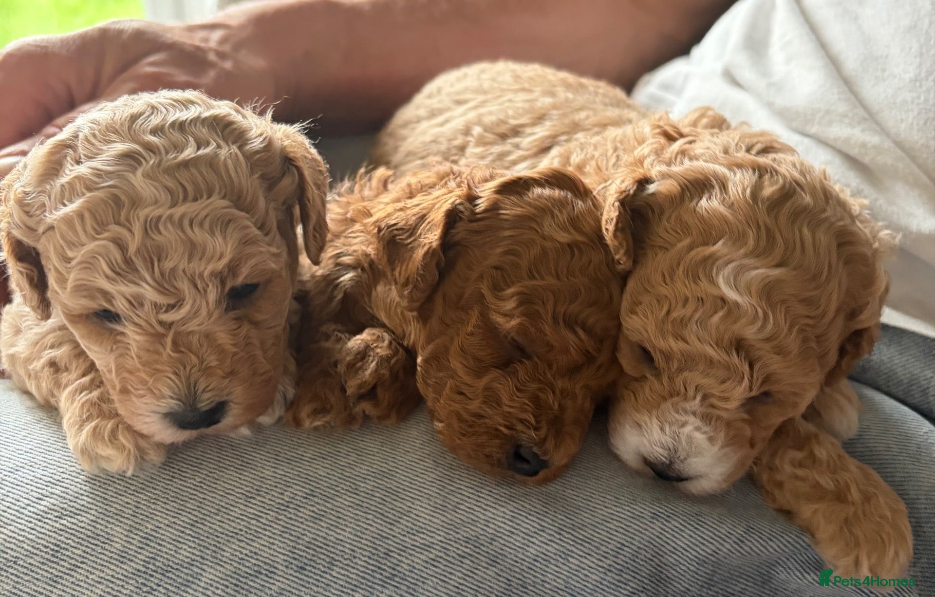 Maltipoo dogs 🐾 F1b Maltipoo Puppies Available – Bingham 🐾 - Advert 8
