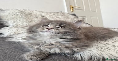 Maine Coon cats - Advert 2