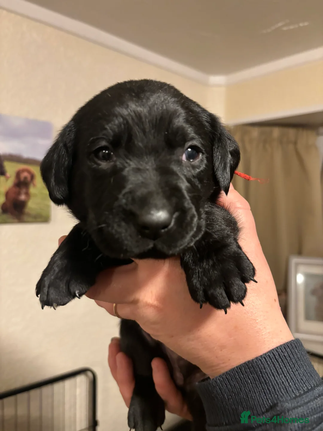 Labrador Retriever dogs for sale: Lovely litter of KC registered working labradors - Advert 11