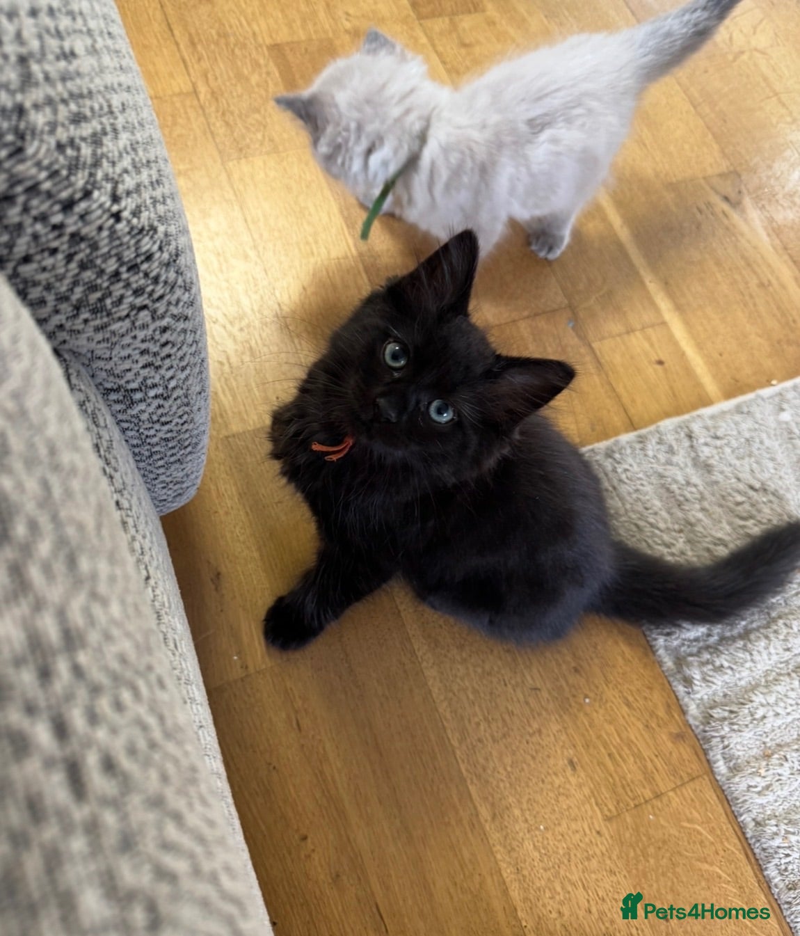 Ragcoon cats 🐾 Seal Point Ragdoll×Silver Maine Coon Kittens 🐾 - Advert 1