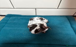 Guinea Pig rodents for sale: Dalmatians - Image 6