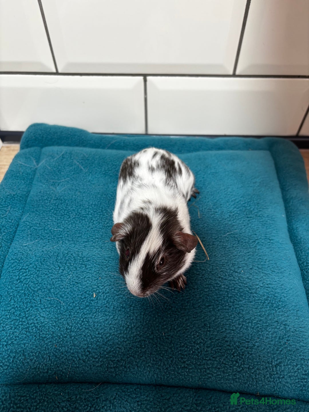 Guinea Pig rodents for sale: Dalmatians - Image 6