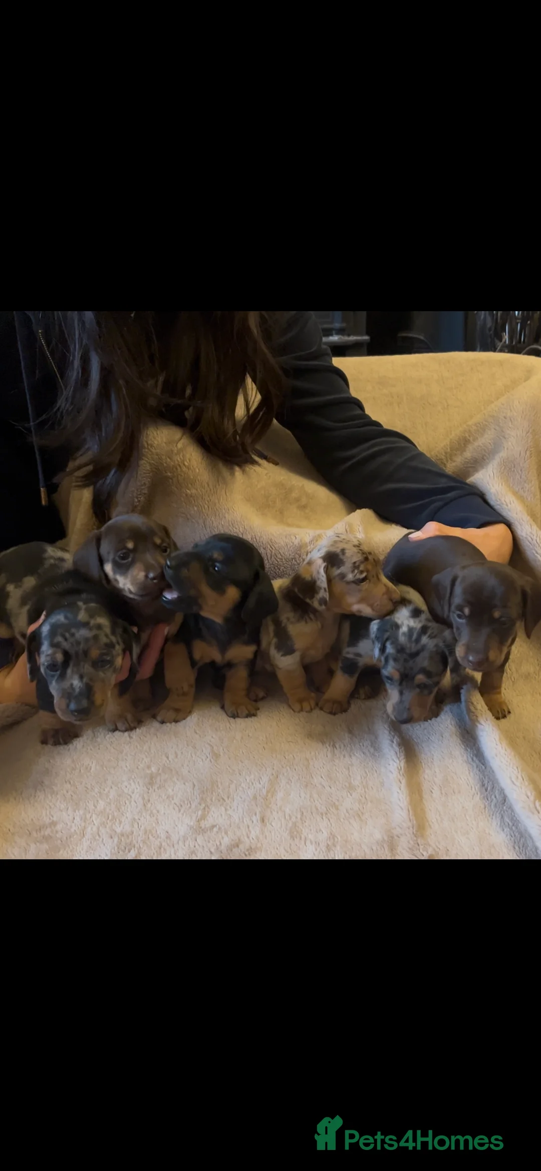 Jackshund dogs for sale: Stunning Homebred Miniature Jackshunds - Advert 3