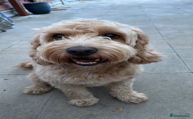 Cockapoo dogs - Advert 16