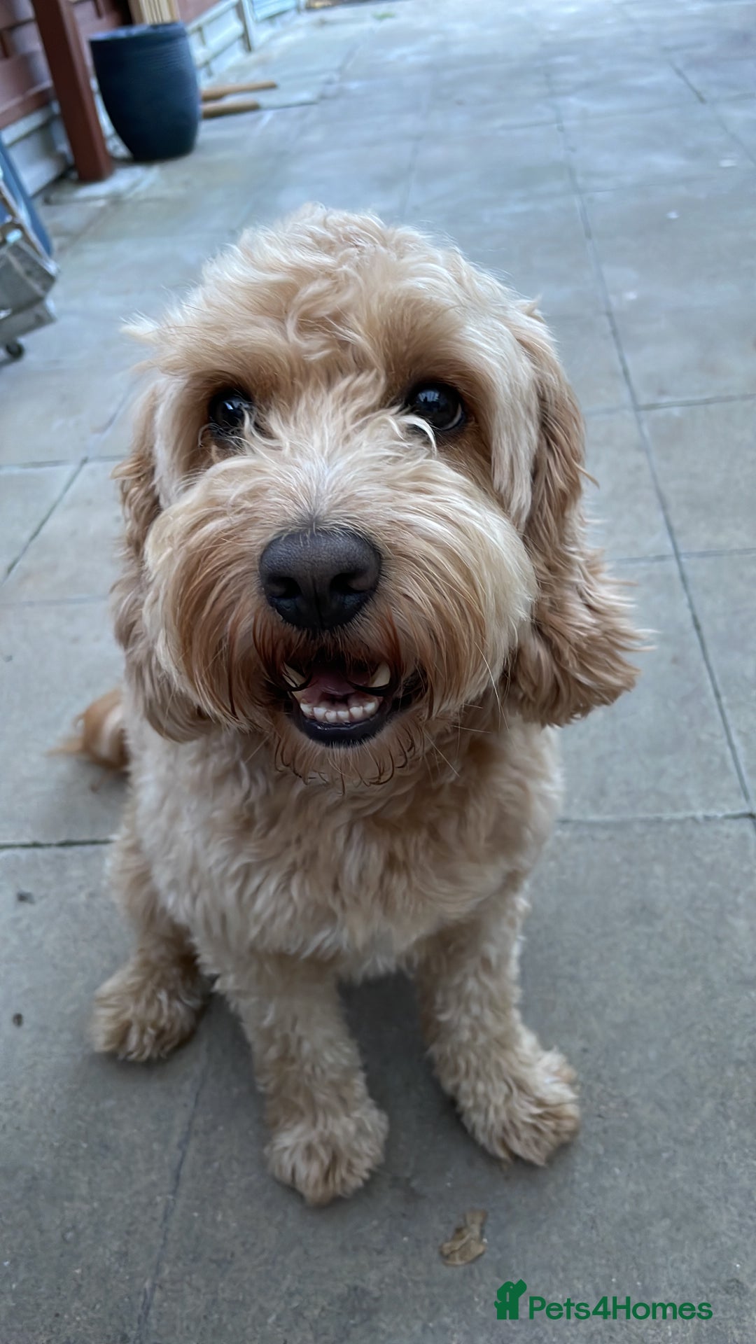 Cockapoo dogs for stud: Handsome F1 Golden Cockapoo Stud - Image 1