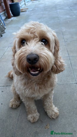 Cockapoo dogs - Advert 8