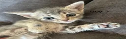 Mixed Breed cats for sale: Stunning kittens available ready now  - Advert 34