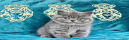 British Shorthair cats for sale: BSH🇬🇧👑🇬🇧💙British Shorthair😻💙 Gccf chunky  - Advert 7