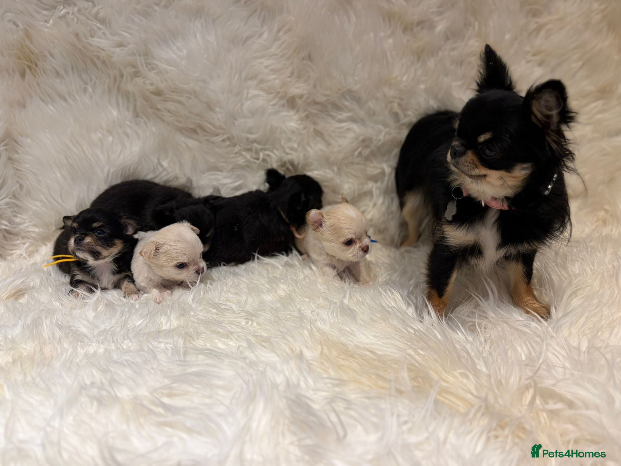 Chihuahua dogs 🐾 TINY KC registered Chihuahua puppies 🐾 - Advert 2