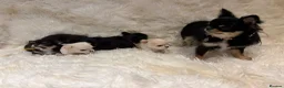 Chihuahua dogs for sale: 🐾 TINY KC registered Chihuahua puppies 🐾 - Advert 28