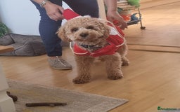 Cavapoochon dogs for stud: Bruce - Image 2