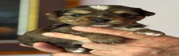 Yorkshire Terrier dogs for sale: Super Health tested Ocean Pearl /coloured Yorkies  - Advert 21