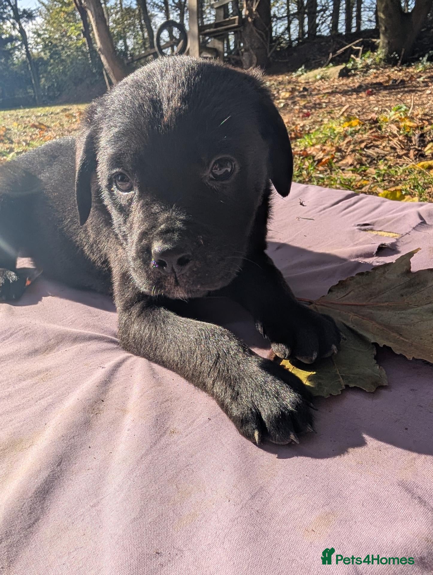 Mixed Breed dogs for sale: Labrador x rottweiler pups  - Advert 1