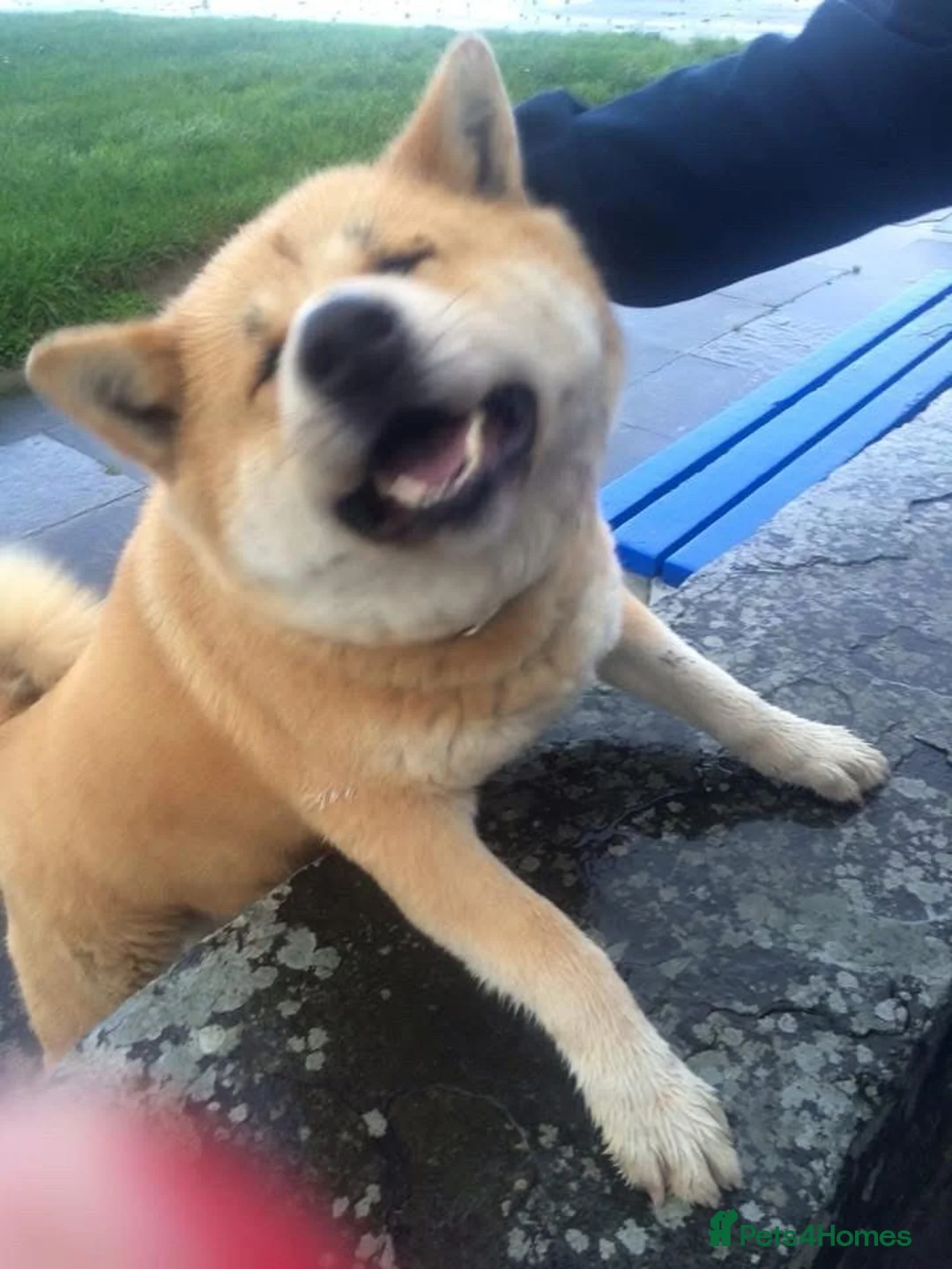 Japanese Shiba Inu dogs for sale: Storm in London - Advert 3