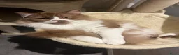 British Longhair cats for stud: GCCF Champion British Longhair proven stud - Advert 6