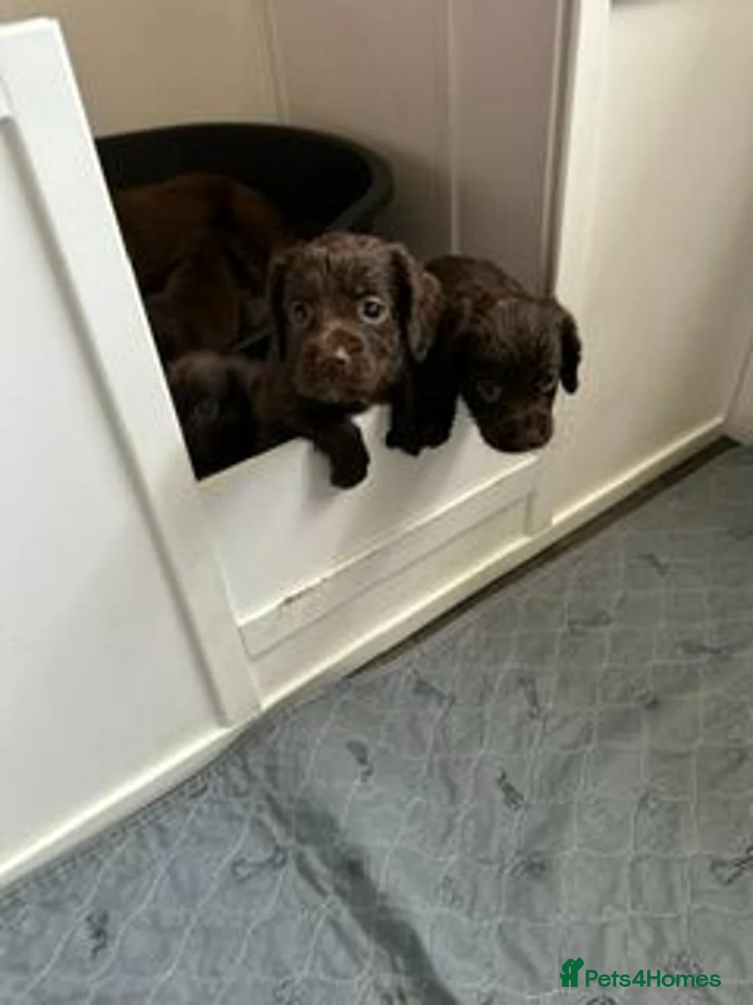 Cocker Spaniel dogs for sale: 5 Bundles of fun - Advert 1