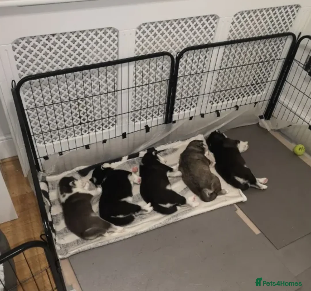 Siberian Husky dogs for sale: “Snow-Kissed Siberian Husky Cuties – Available - Advert 8