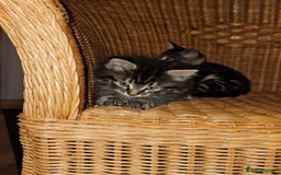 British Longhair cats for sale: Lovely kittens from super-sociable home! - Image 4