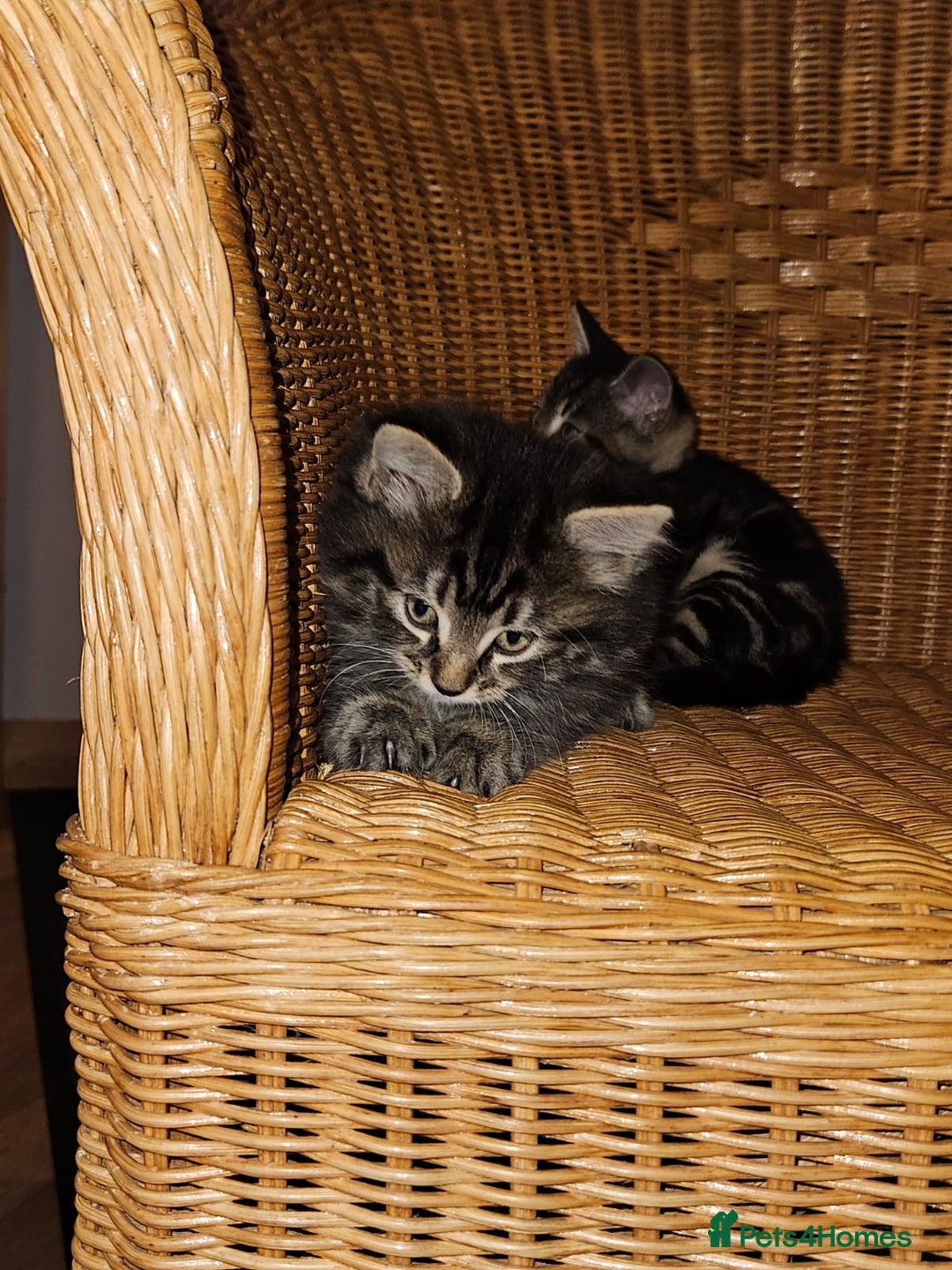 British Longhair cats for sale: Lovely kittens from super-sociable home! - Image 4