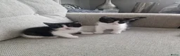 Mixed Breed cats for sale: 5 Kittens  in Manchester - Advert 11