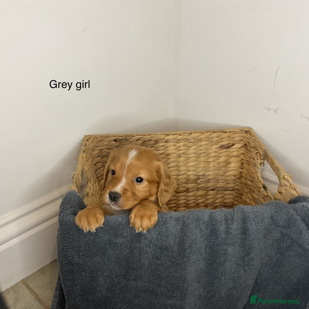 Cocker Spaniel dogs for sale: Hereditary clear working cocker spaniels - Advert 7