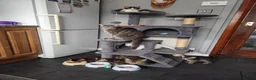 Mixed Breed cats for sale: Beautiful kittens ready for new home - Advert 1