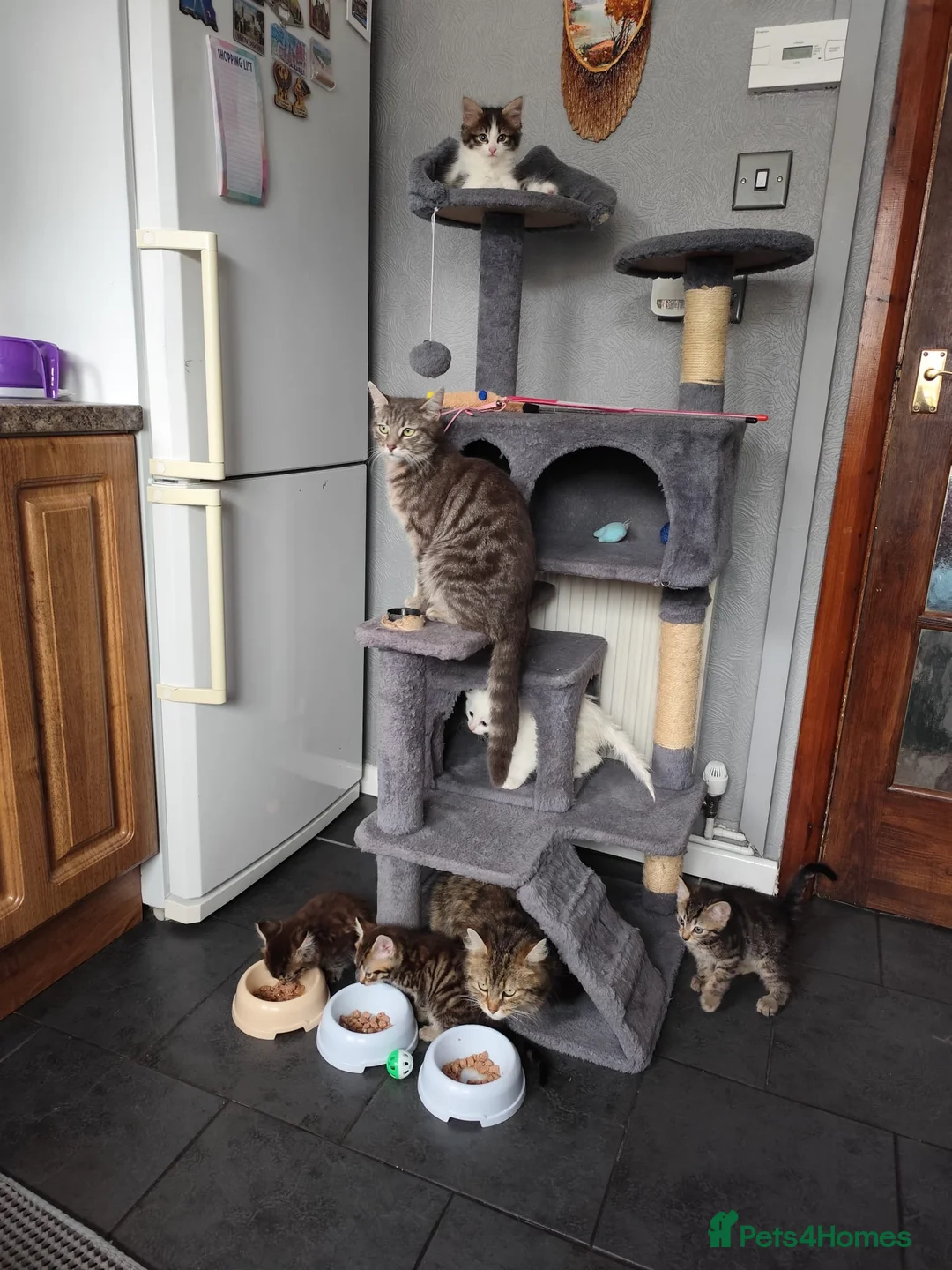 Mixed Breed cats for sale: Beautiful kittens ready for new home - Advert 1