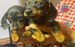 Dachshund dogs for sale: 5 beautiful miniature short haired dachshunds - Image 22