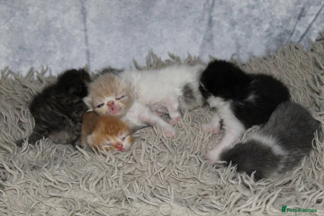 Persian cats for sale: Beautiful Persian kittens in Doncaster - Advert 2