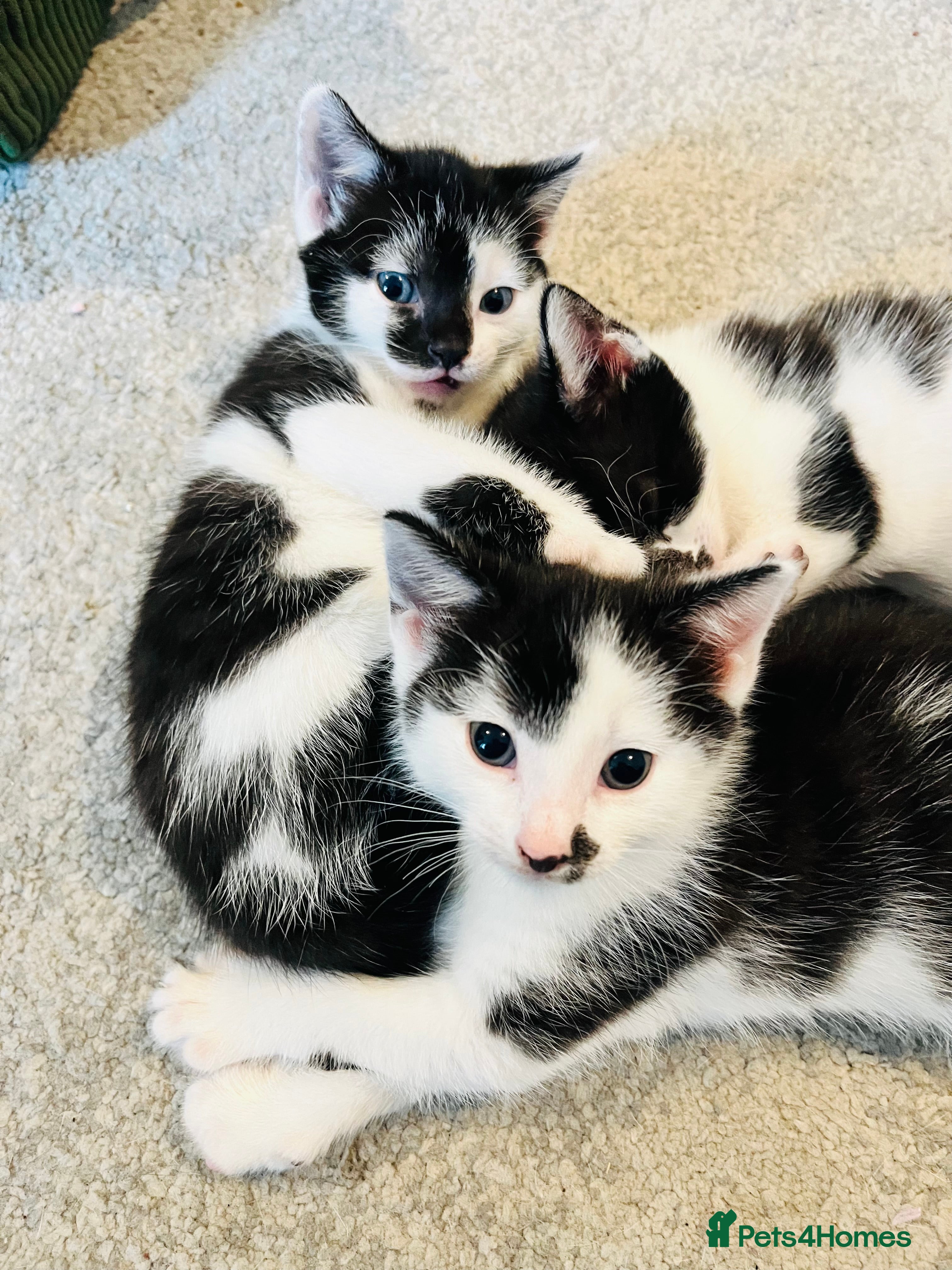 Mixed Breed cats Beautiful Black and White Kittens  - Advert 1